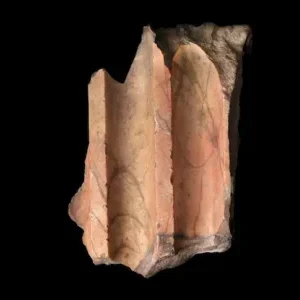 Marmi Santarelli ai Musei Capitolini